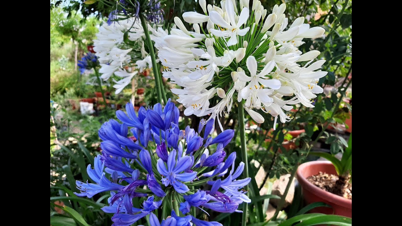 Cómo cuidar del Agapanthus africanus / lirio africano / Agapantos / Lirio del Nilo