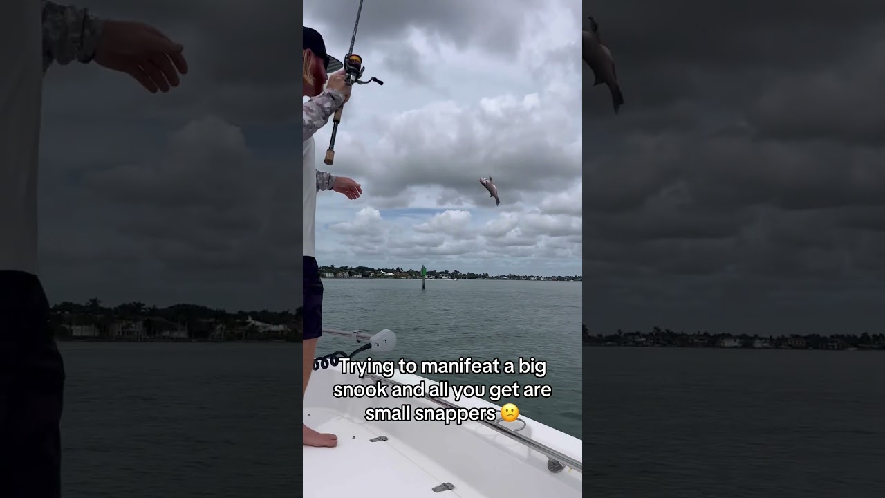 Manifesting Snook Naples Florida #fish #fishinglife #floridafishing #swfl #snookfishing #snapper