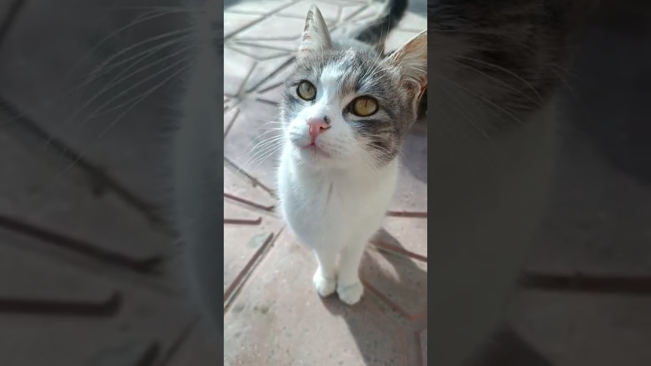 New the best cat videos that are interesting and much loved, kittens videos😻