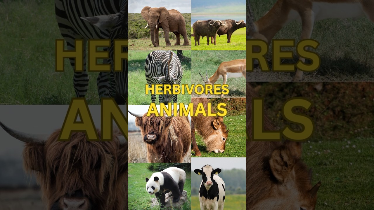 All about the plant eating animals - Herbivores #animals #herbivores