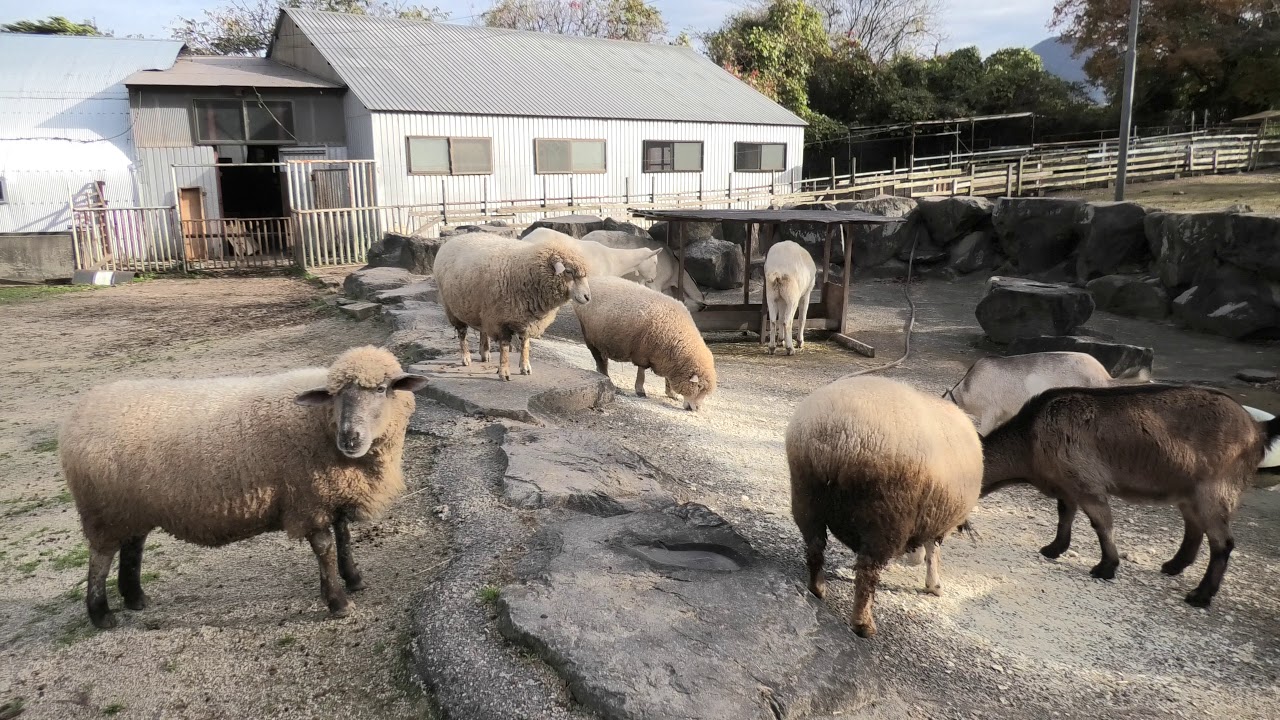めぇーめぇーランド (大山トムソーヤ牧場) 2019年11月29日