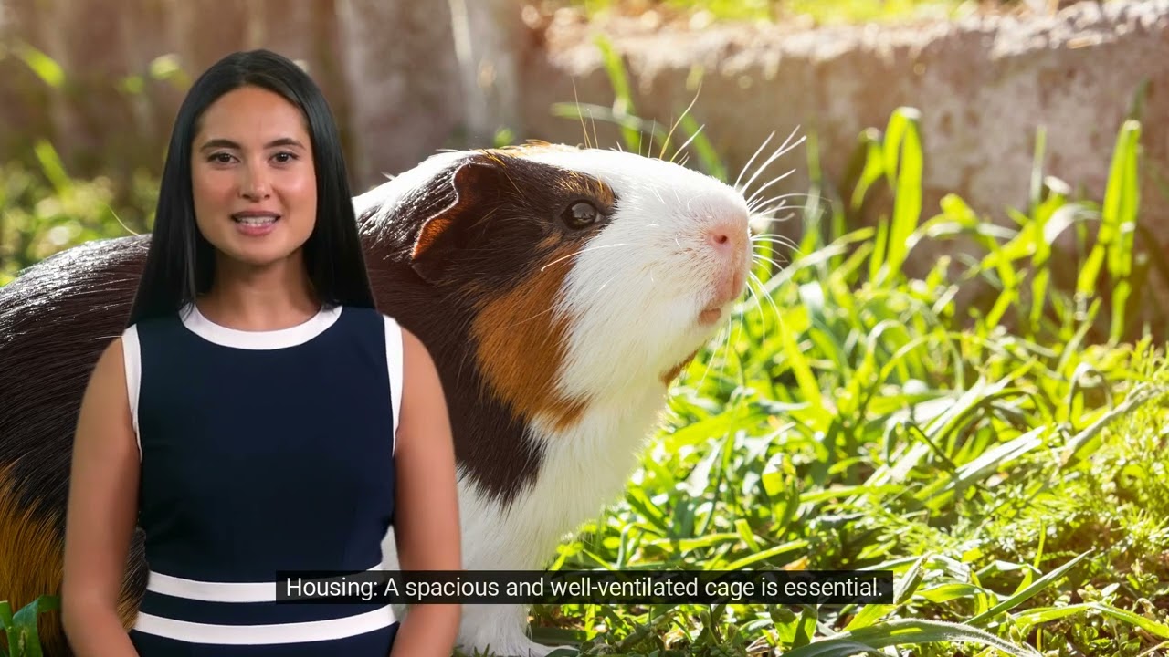 Abyssinian Guinea Pig - AnimalWorldOP