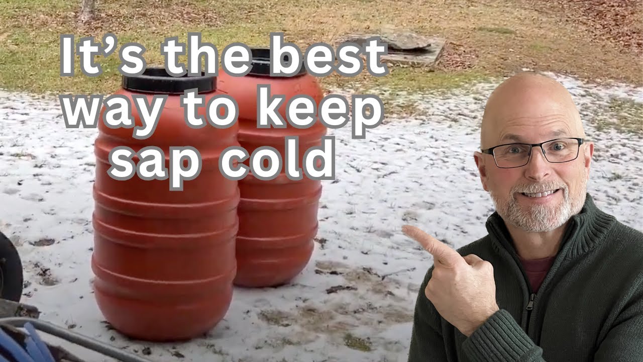 This Simple Trick Keeps Maple Sap Fresh For  a WEEK