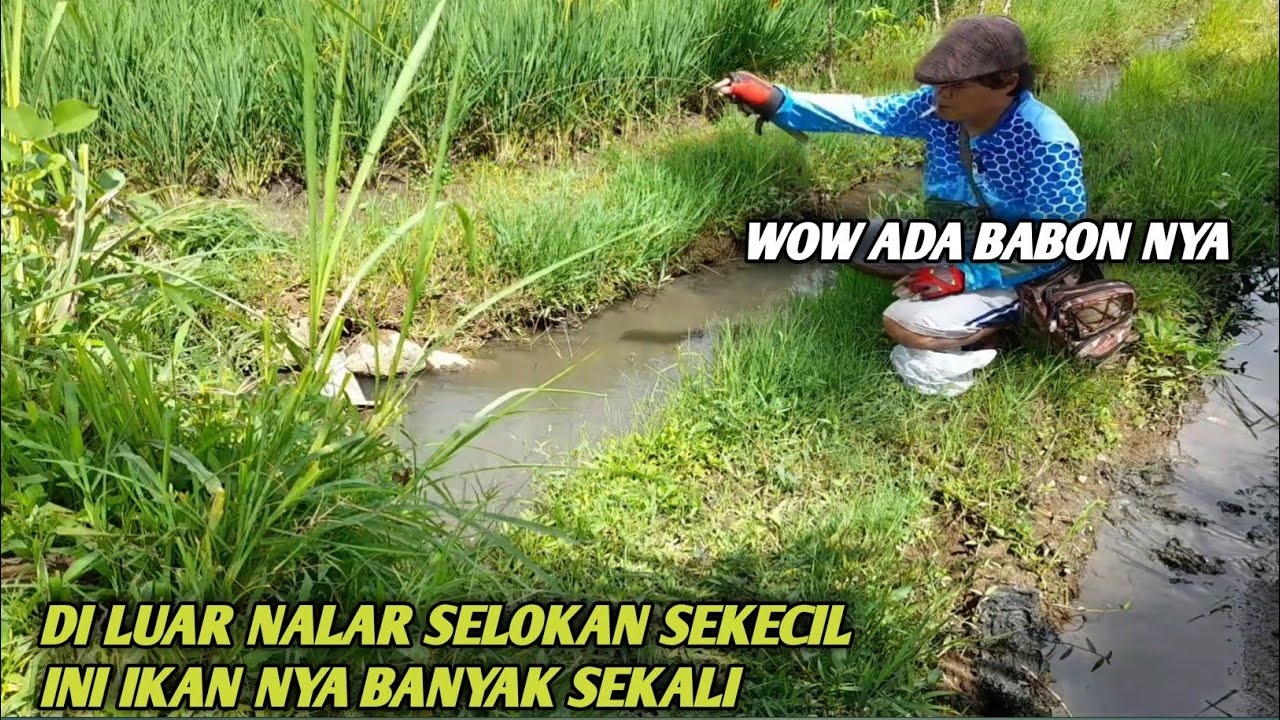 Sumpah gak nyangka selokan kecil ini banyak sekali ikan nila nya 