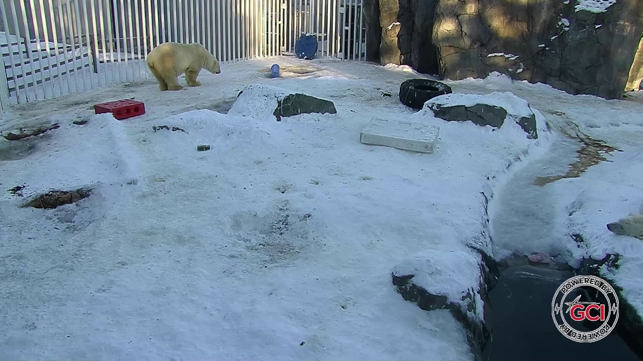Alaska Zoo Polar Habitat