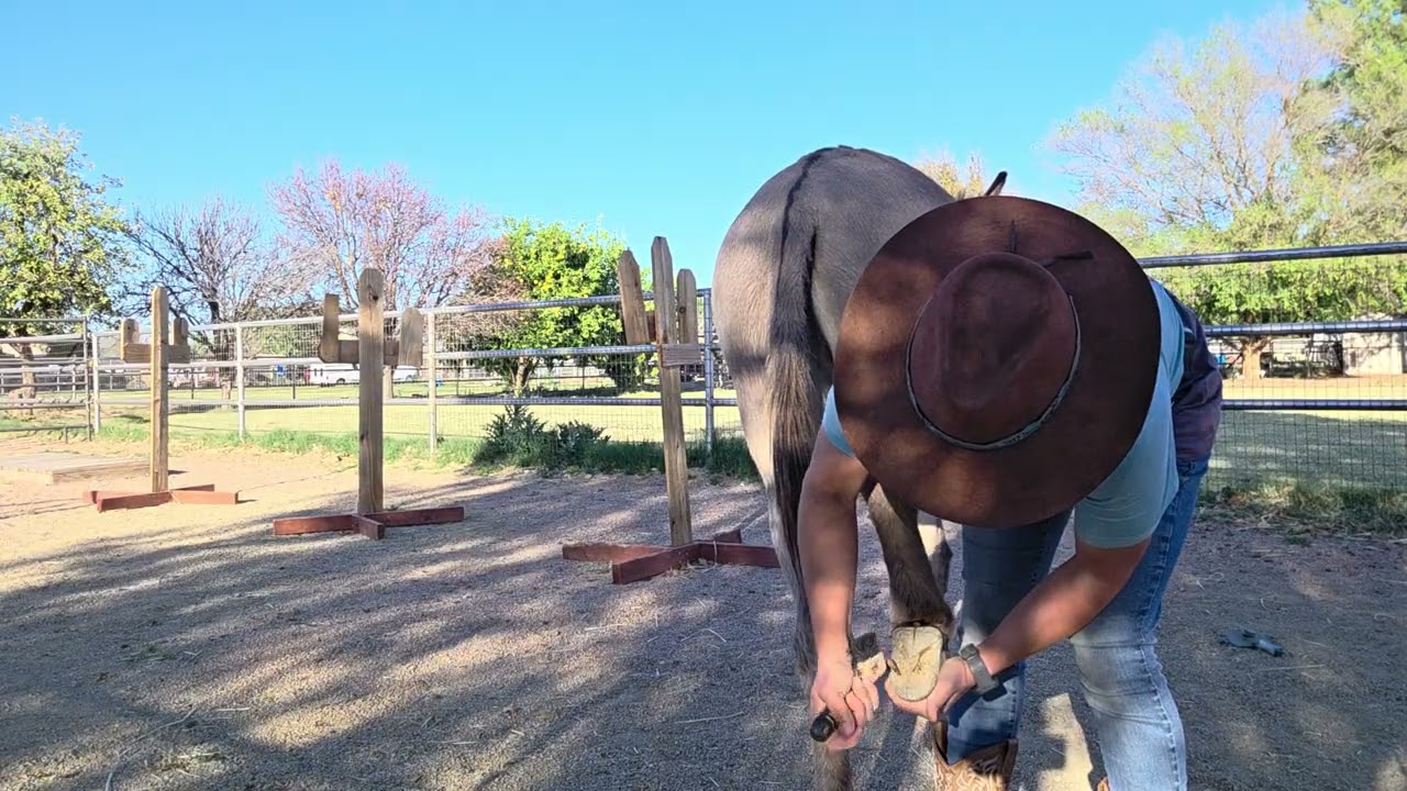 Grooming a BLM burro, Pablo, at liberty