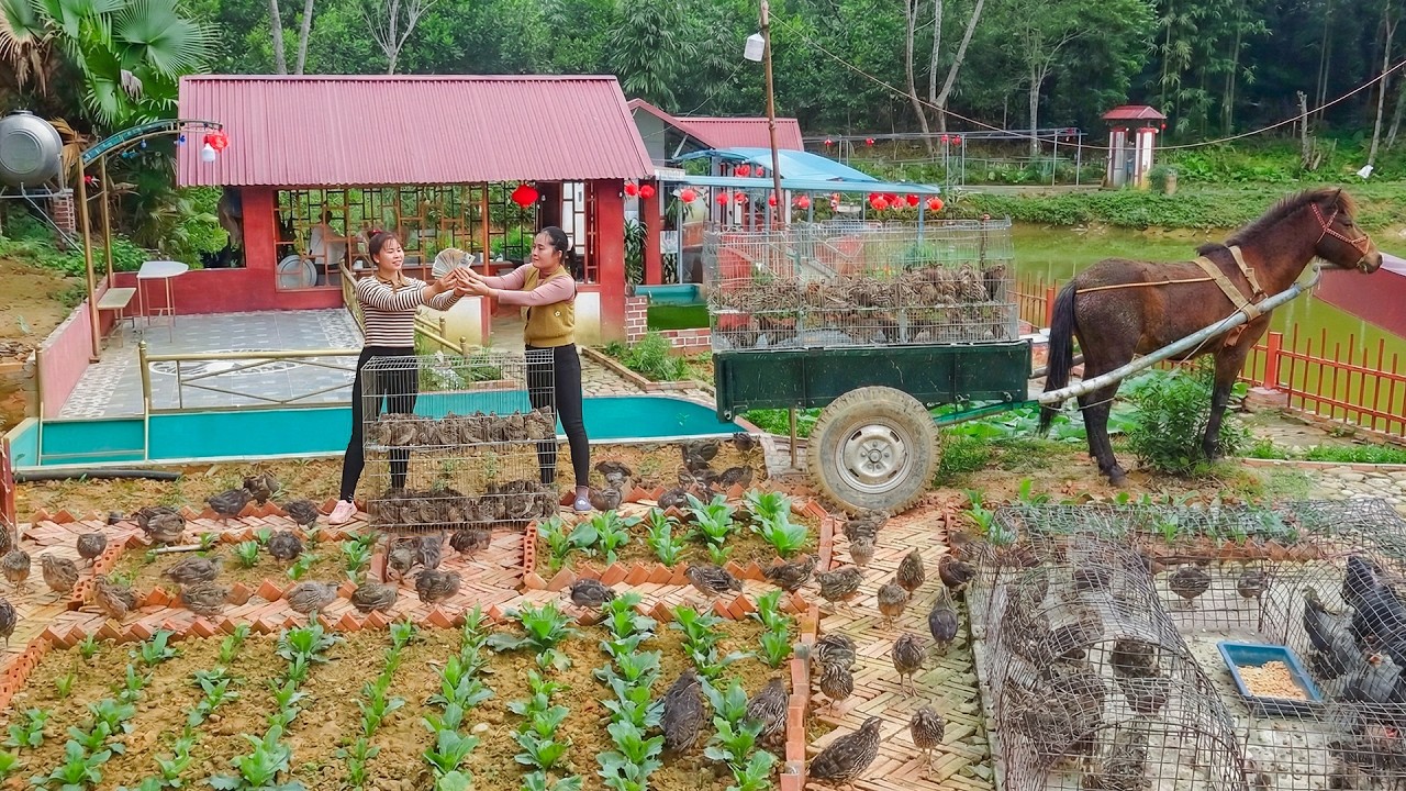 Harvesting 200+ Quails from the Farm to Sell to Ly Tieu Toan | Cooking a Delicious Quail Dish