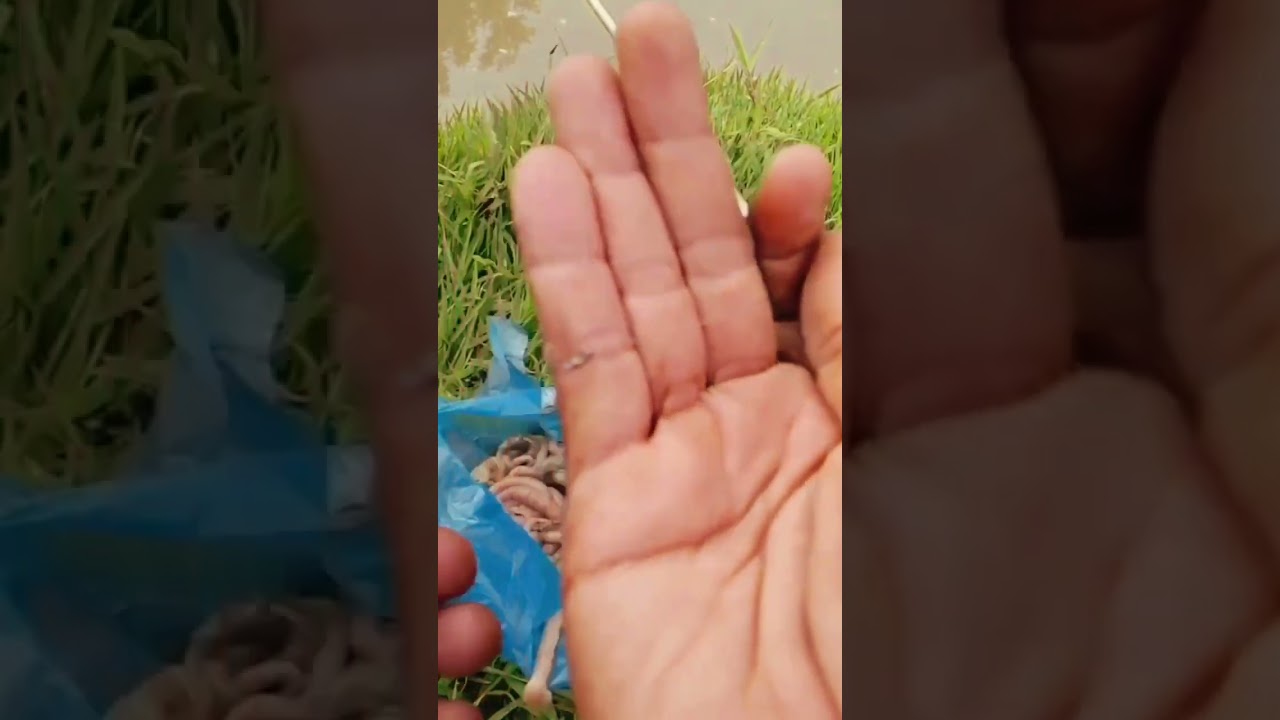 Catfish Bait... 