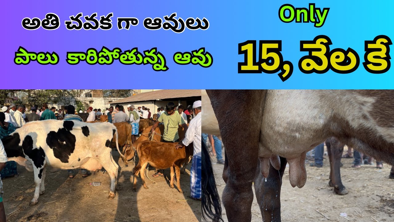 cow and bull market pillaru ￼//