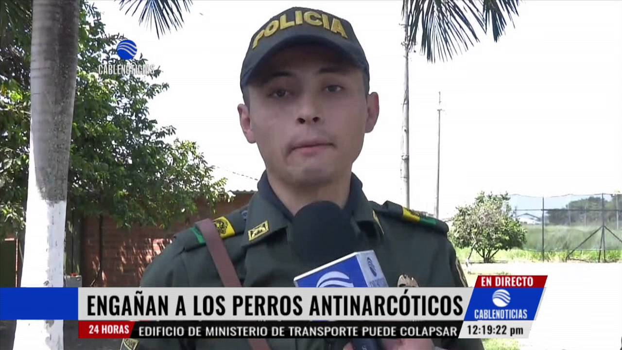 Engañan a perros antinarcóticos para traficar drogas en Cali