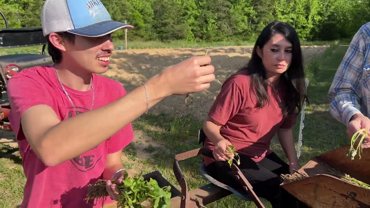 Planting Sweet Potatoes