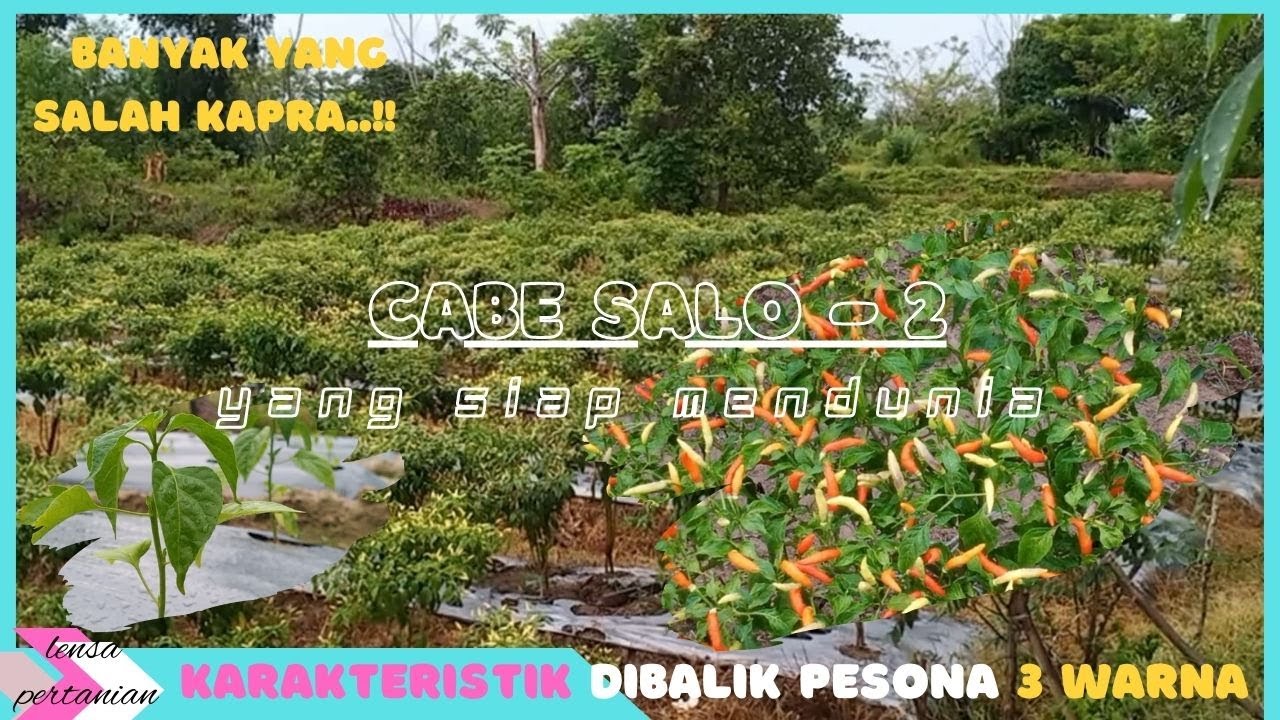 Cabe Rawit Ungu Salo Dua  dengan Karakteristik Yang Unik