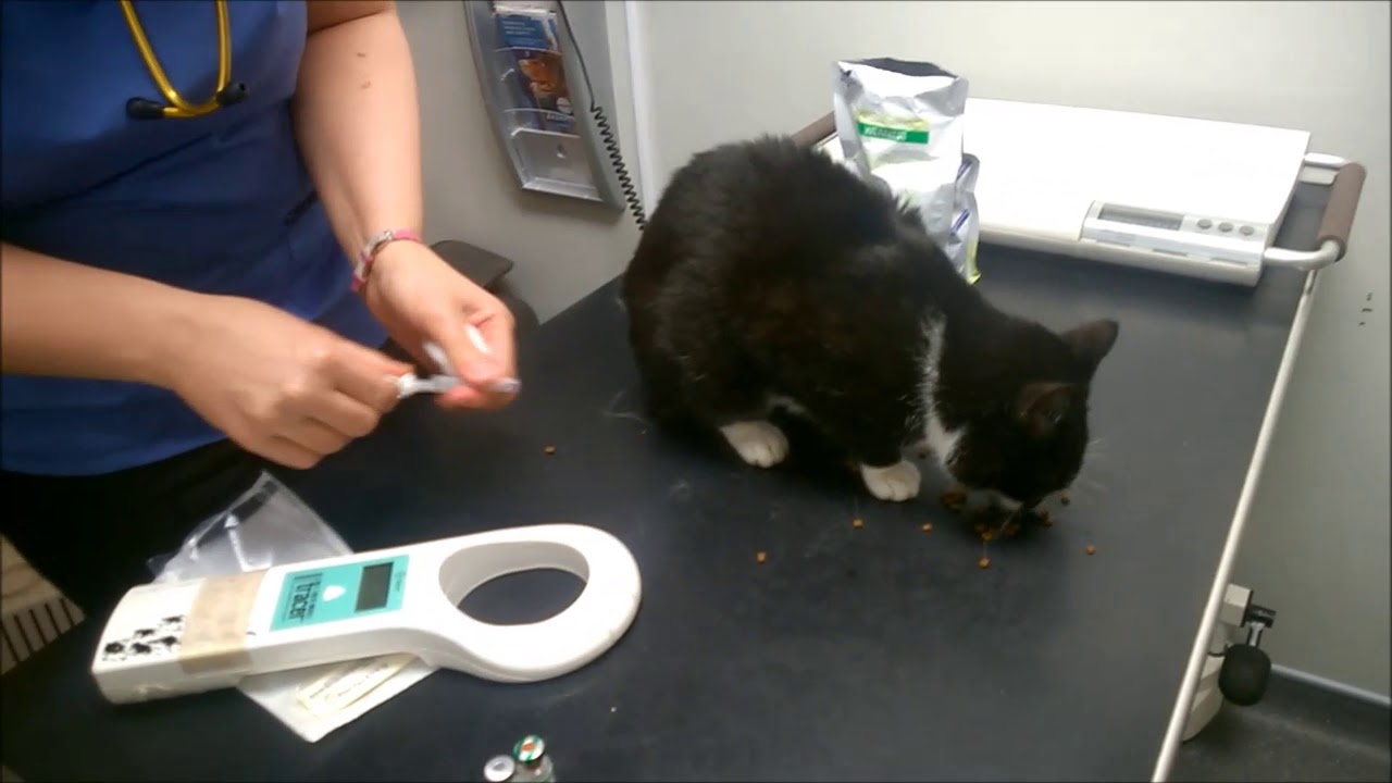 Microchipping your pet cat easy and harmless and helps wildcats