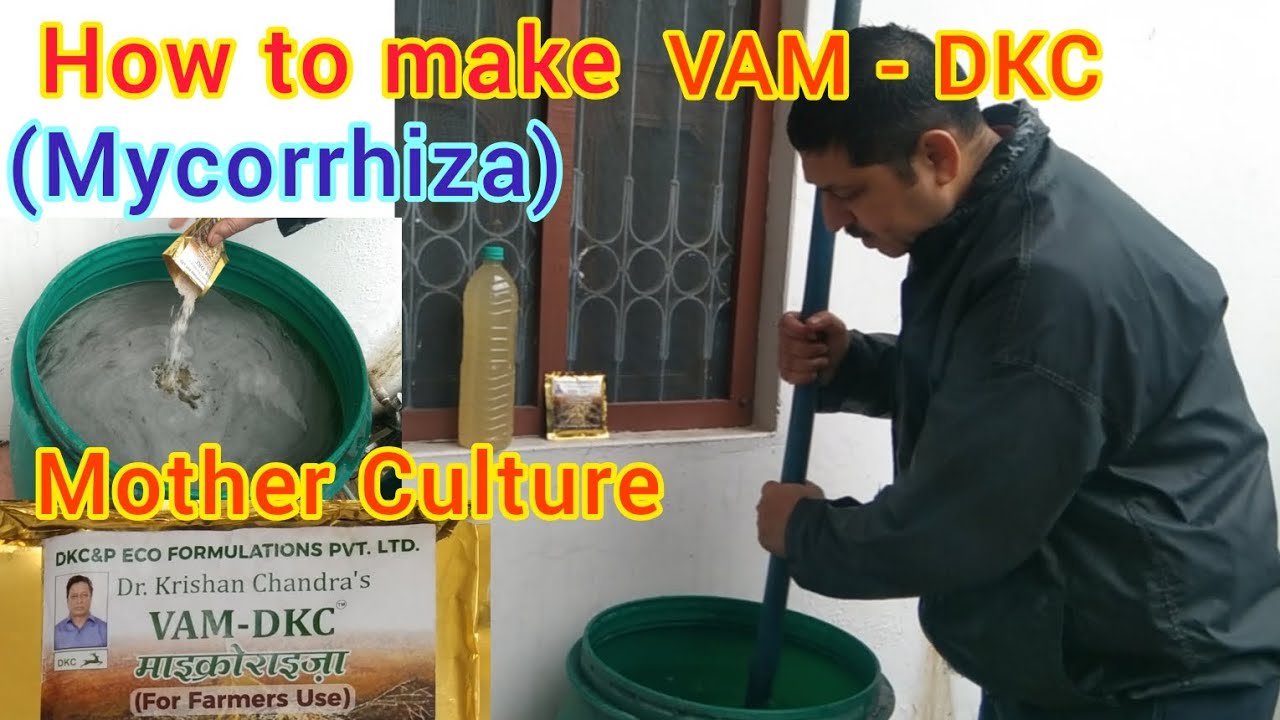 जैविक खेती के लिए VAM Mycorrhiza (माईकोराईज़ा) का मदर कल्चर बनाने की पूरी प्रक्रिया