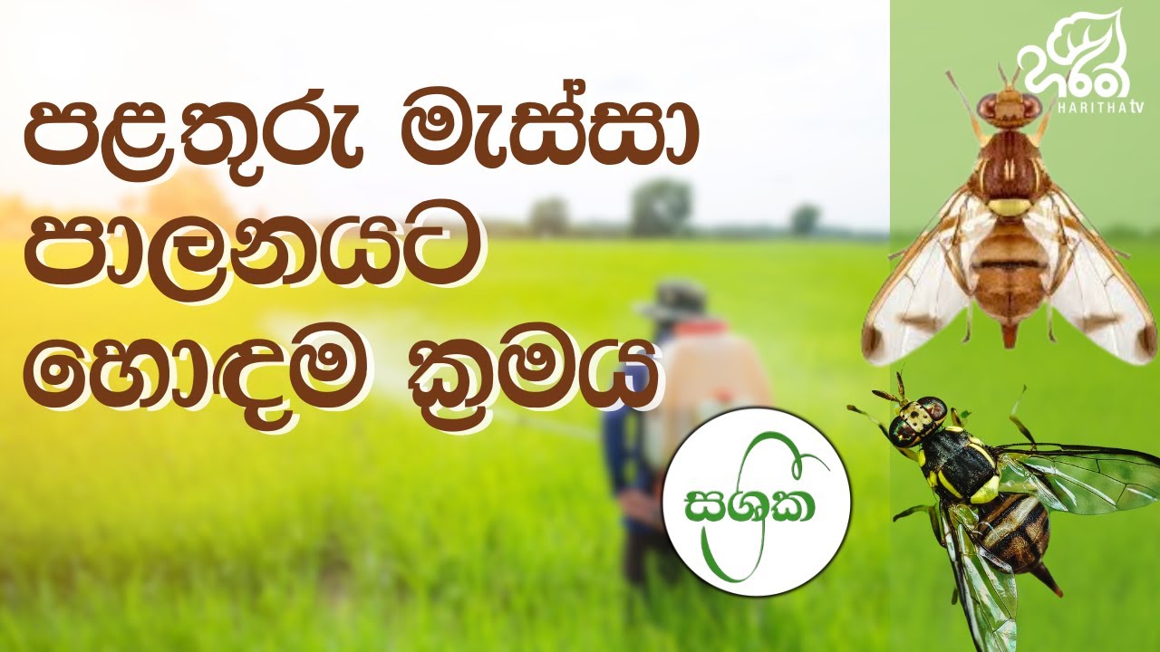 පළතුරු මැස්සන් හා ඉල් මැස්සන් 🪰 නිවැරදිව පාලනය කරමු | Lanka Agroartis (PVT) Ltd | සශ්‍රීක