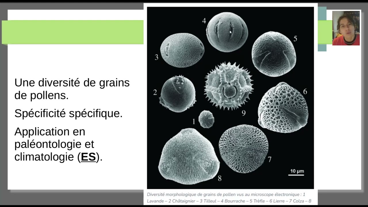 Vidéo n°1 : Mécanismes de la reproduction sexuée des Angiospermes (Chapitre 3)
