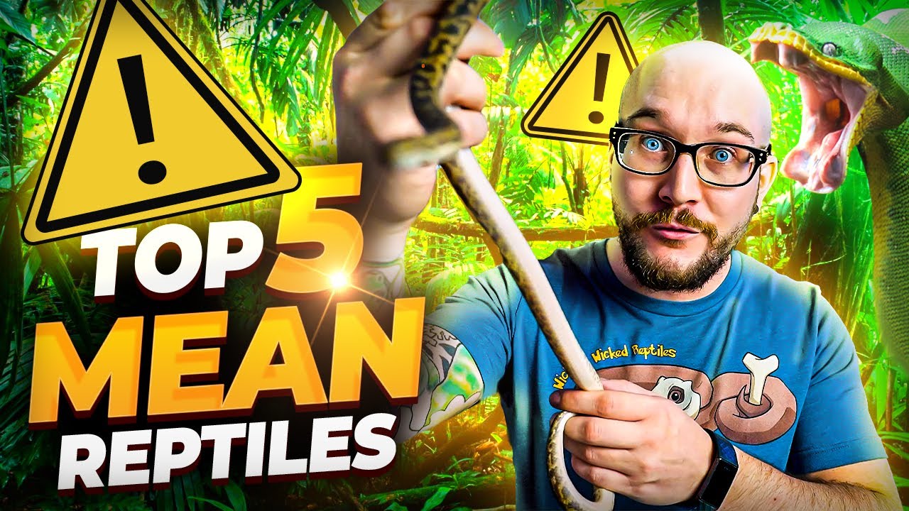 Top 5 MEANEST Reptiles and 5 WAY Better Options!