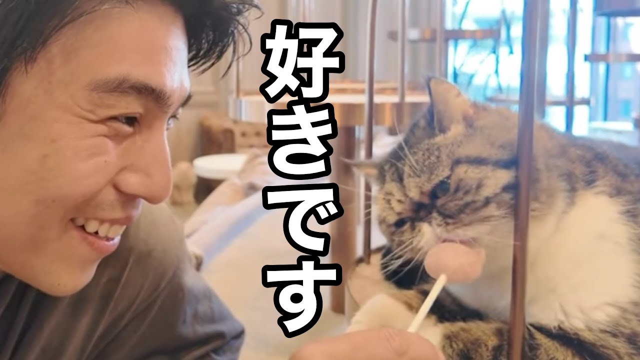 【猫好き必見】とりあえず我が家は猫が好き