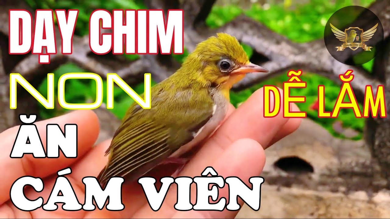 Cách Dạy Khuyên Non Ăn Cám Viên Ăn Cám Sệt Cực Dễ Dàng - Teach Young Birds To Eat Bran Pellets | KTB