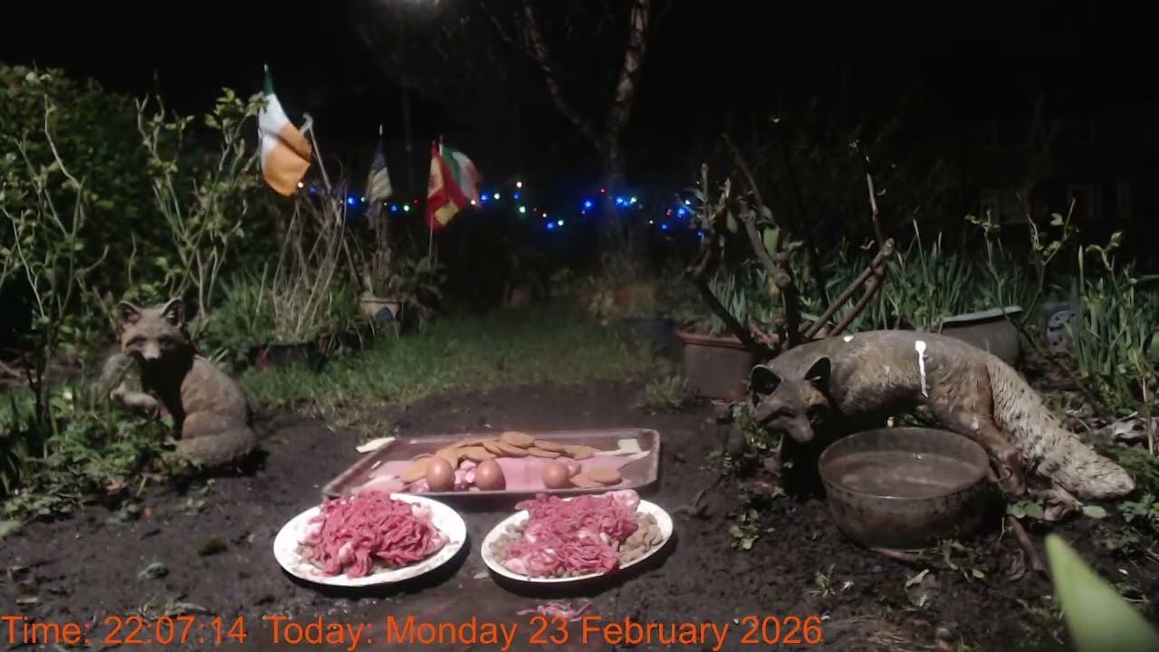 Foxheaven Dublin Ireland Livestream