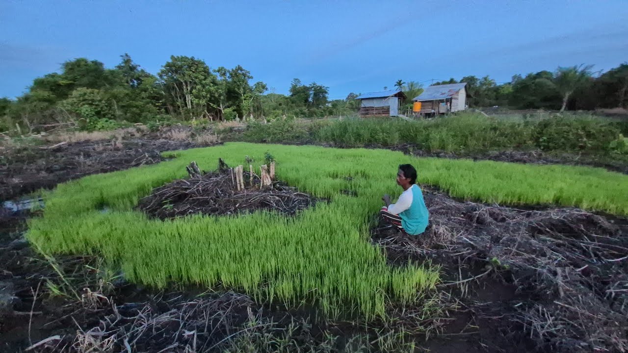 KONSEP KEARIFAN LOKAL: PROF WANI TEBAR BENIH PADI, TANPA OLAH TANAH! CERITA DARI LAHAN TRANSMIGRASI