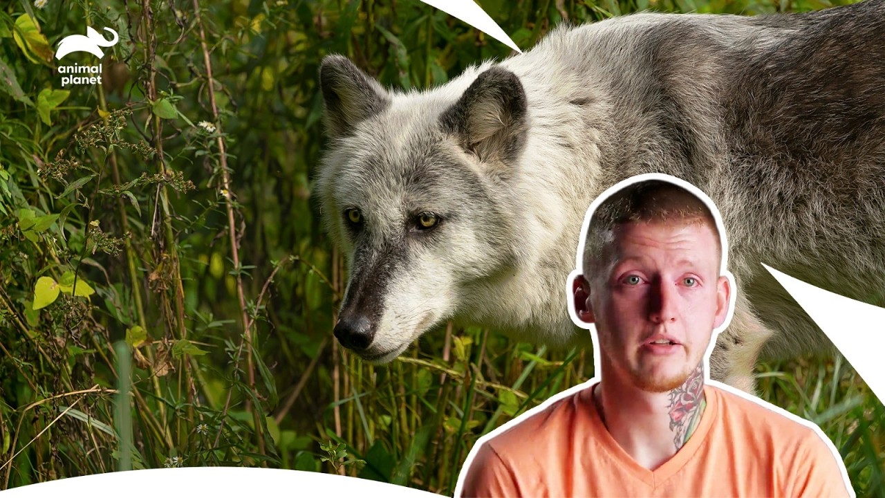 How I Narrowly Escaped from 3 Coyotes Deadly Attack | I Was Prey S1 E6 | Animal Planet India