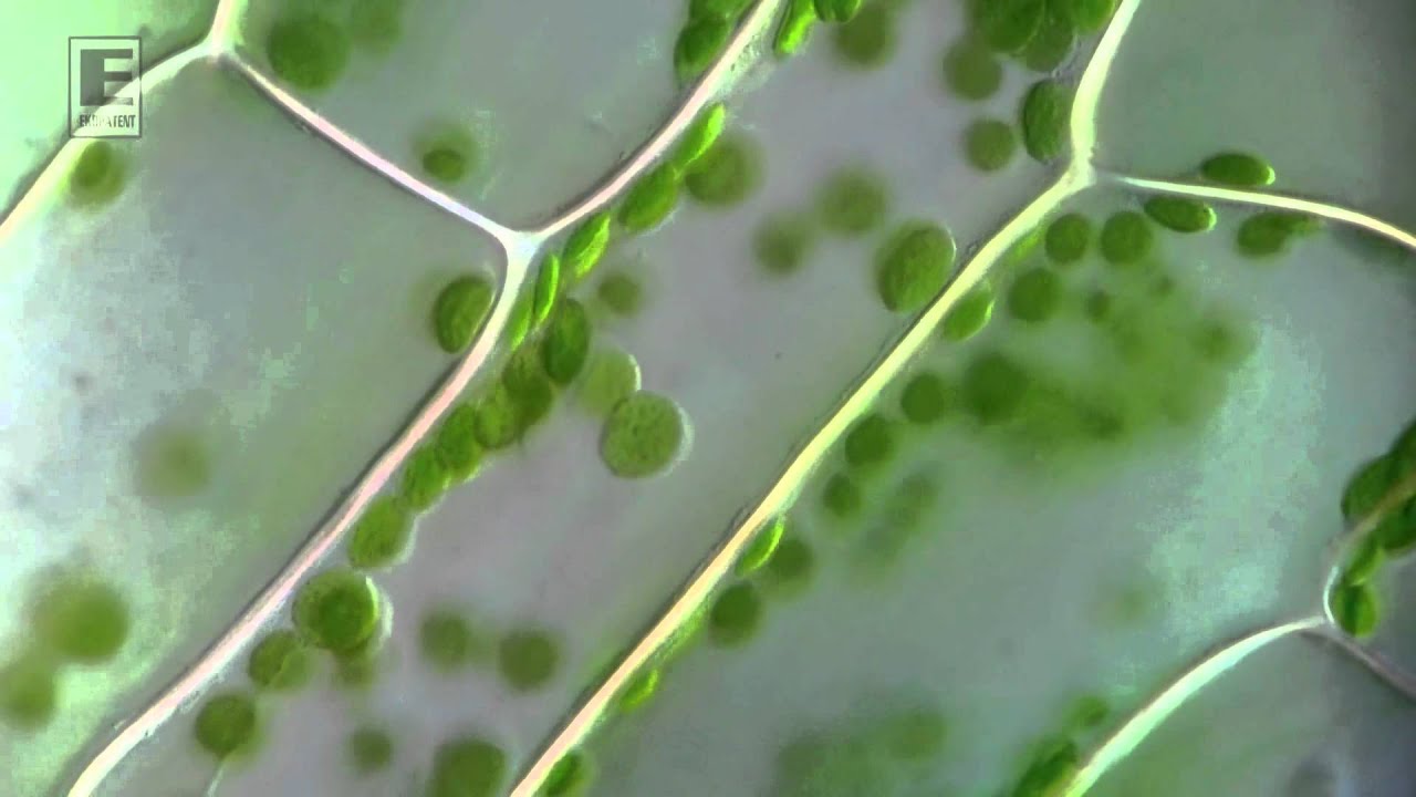 EkoBooster2  increase yields and plants, new technologies in agriculture