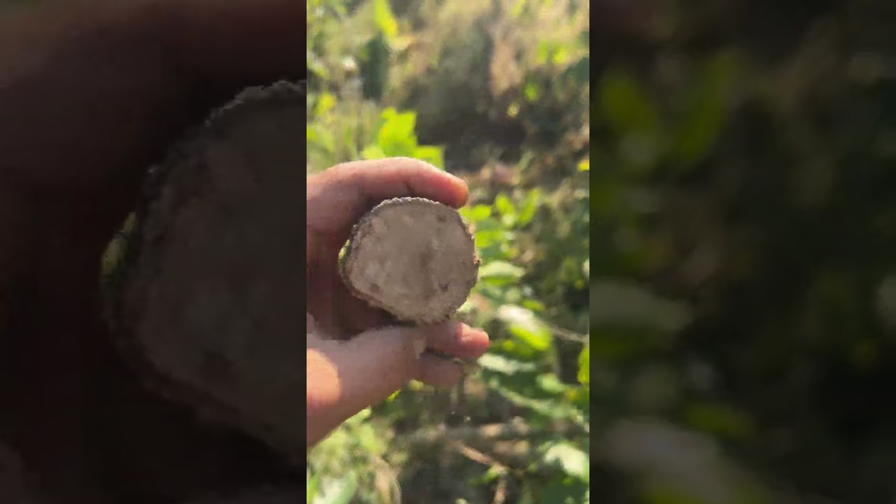कफि को बोट कसरि काट्छाट् गर्ने ,गबरा लगेको रुख कसरि थाहा पाउने 🥰🥰
