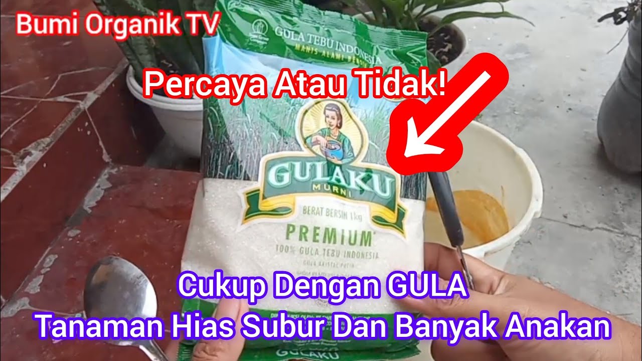 Manfaat Tersembunyi GULA PASIR Untuk Tanaman Hias