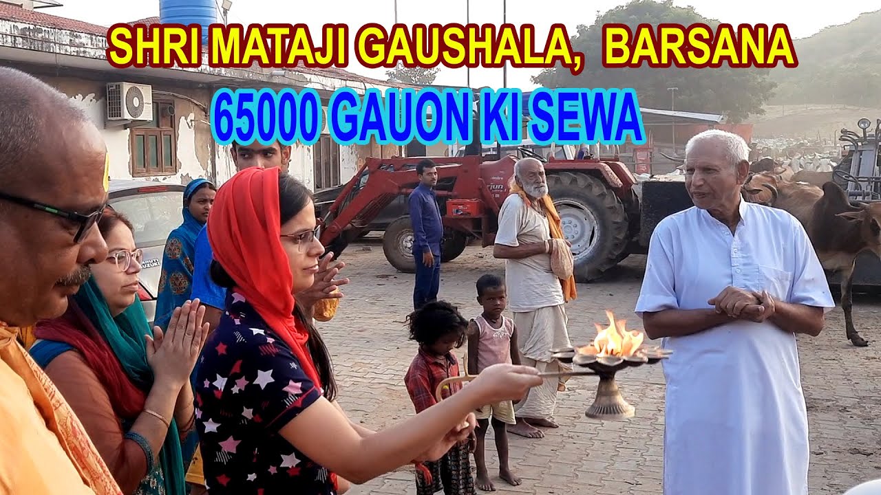 Shri Mataji Gaushala Barsana mein Gauon ki Aarti ki | 65000 Cows |