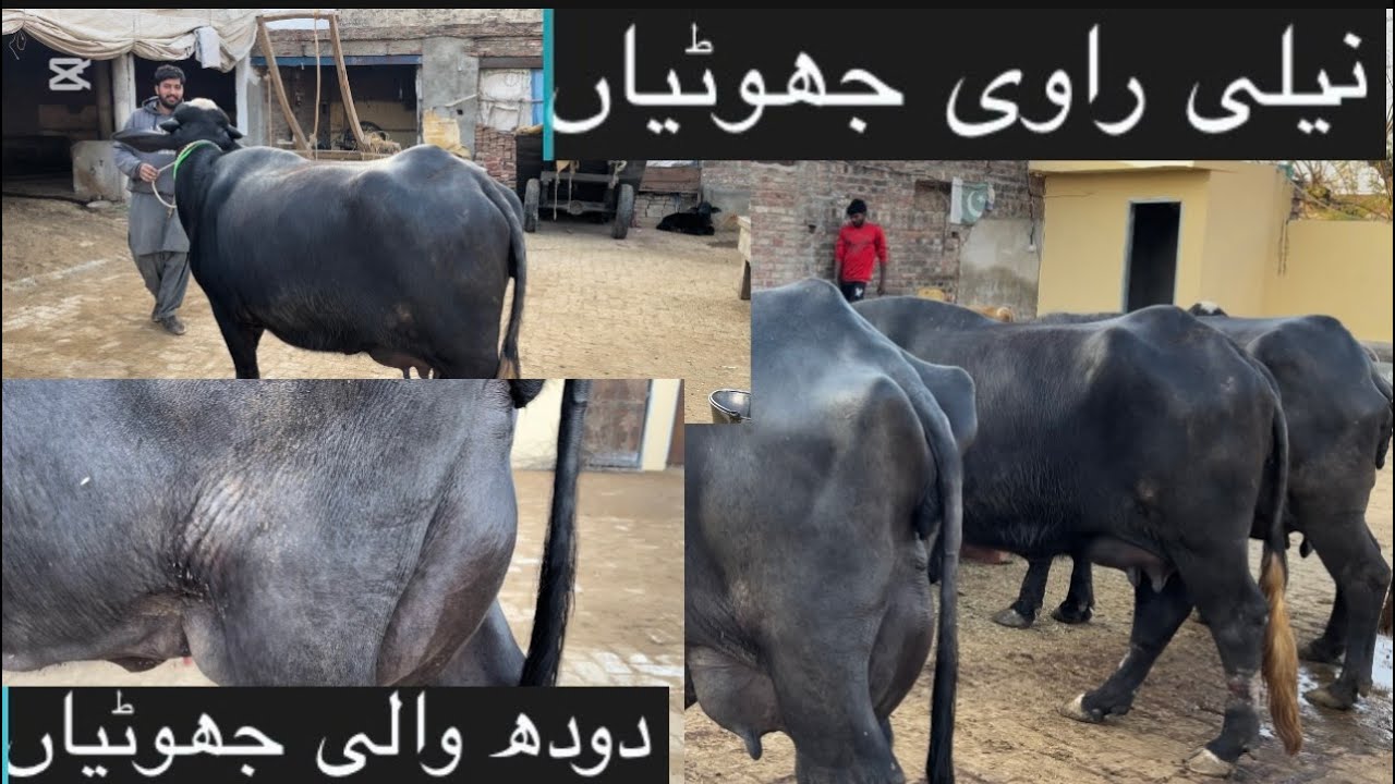 Shahid Quit نیلی راوی جھوٹیاں  Adil chohan channel 🐄🐄🐮🐃