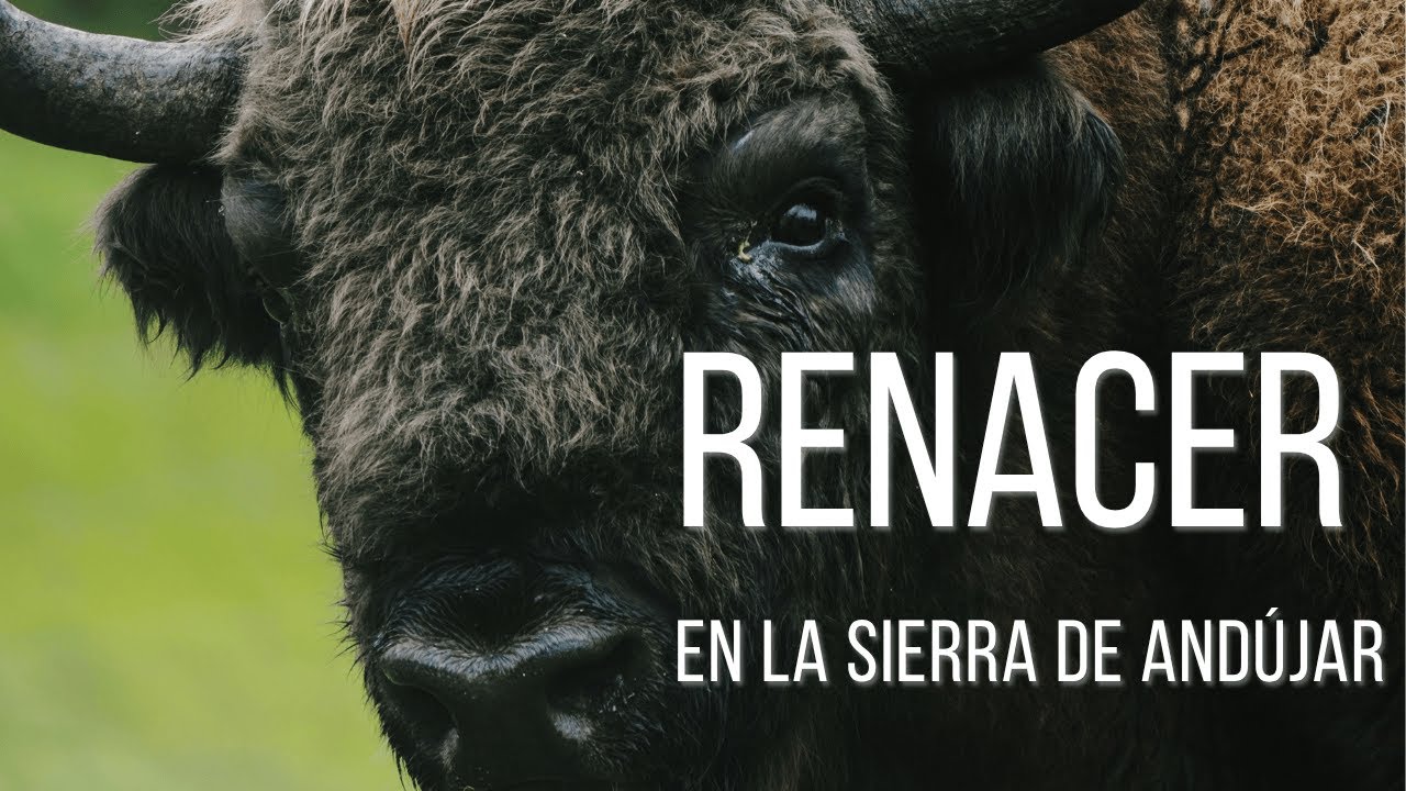 RENACER EN LA SIERRA DE ANDÚJAR | DOCUMENTAL DE NATURALEZA
