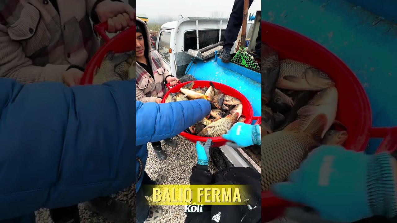Baliq ferma kolimizga 310kg baliq tashlandi 16.01.2026 14:00
