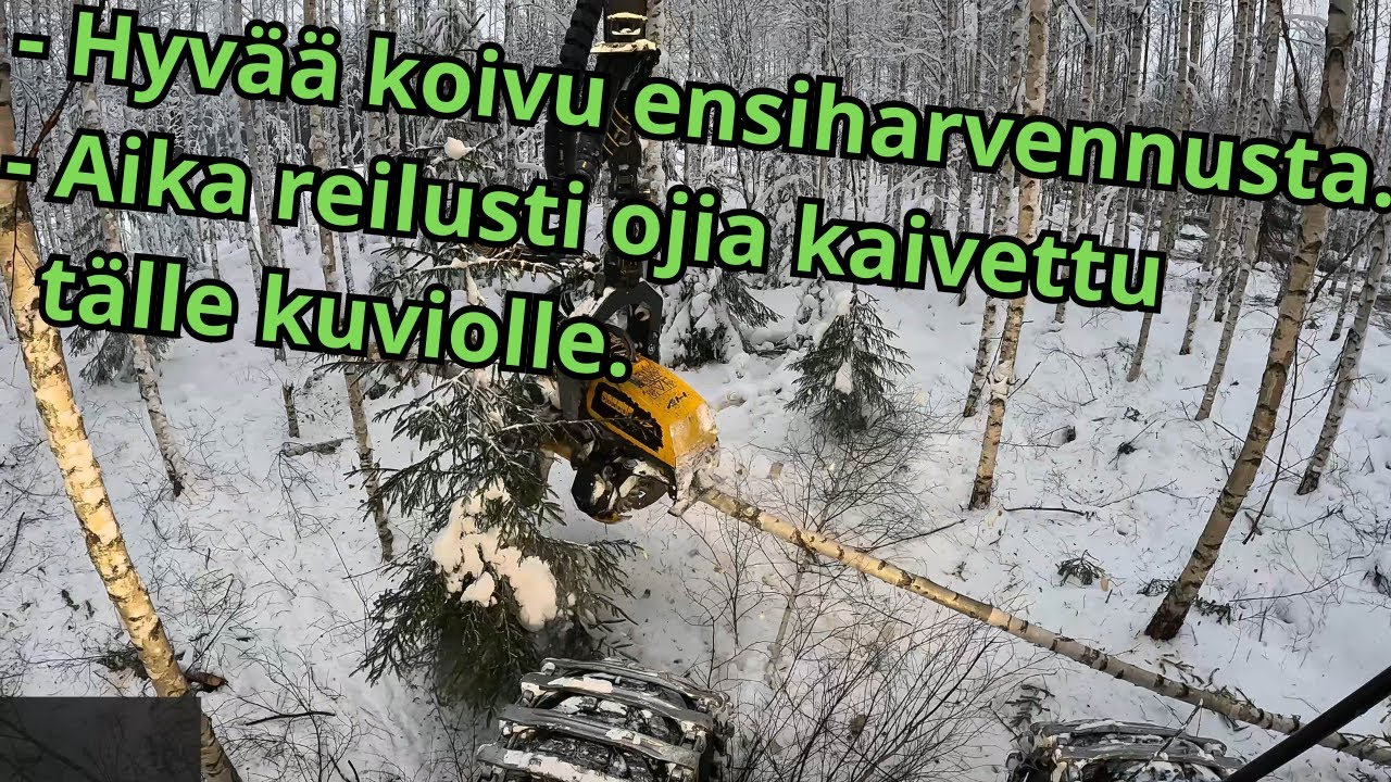 Hyvän kokoista koivikon ensiharvennusta ja ojia on paljon. Ponsse Scorpion K H7 AC FC