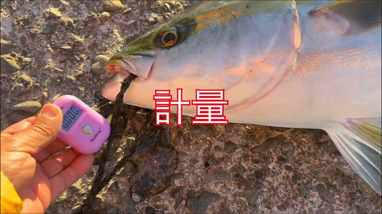 鰤祭り28　80ｍ沖でHIT！　（伊豆　伊東港　堤防　泳がせ釣り　カマス　ワラサ　ブリ）