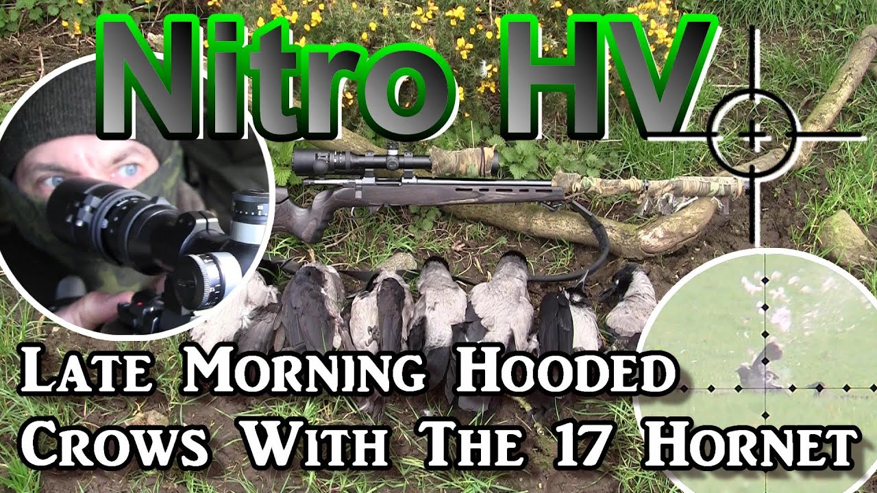 Nitro HV Late Morning Hooded Crows With The 17 Hornet