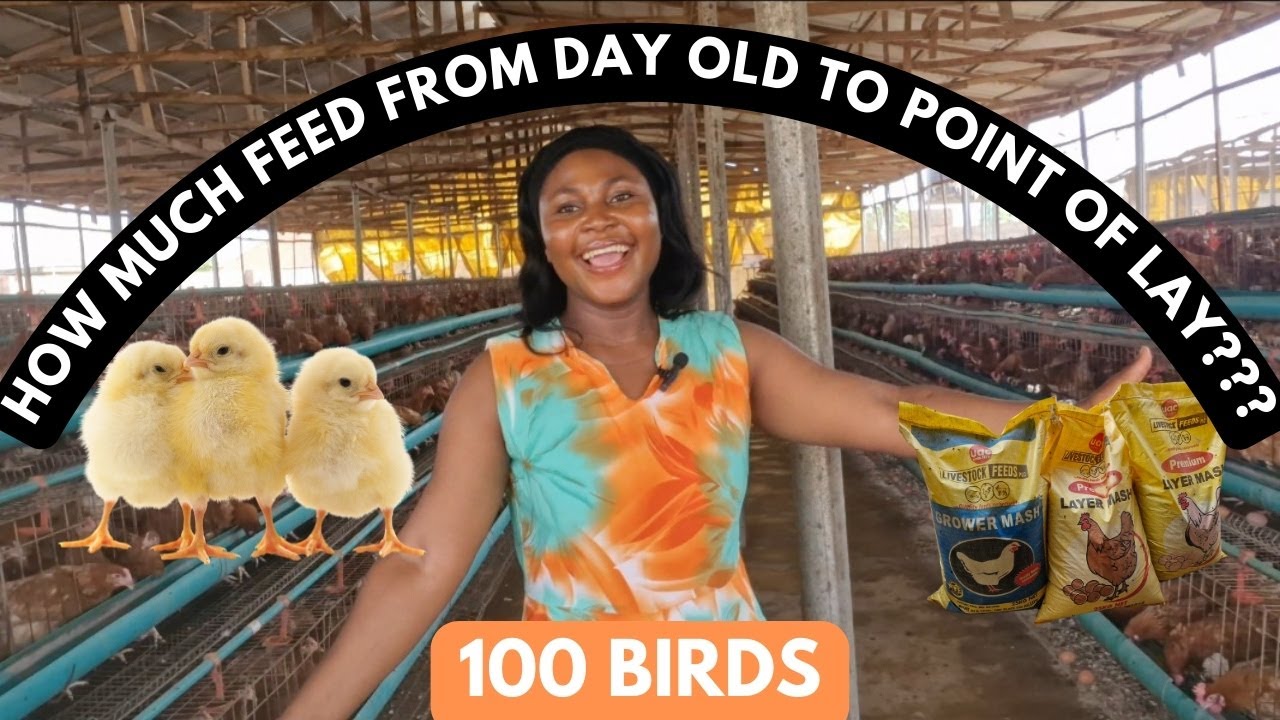 HOW TO CALCULATE FEED CONSUMPTION OF 100 LAYER CHICKENS FROM DAY 1 TILL POINT OF LAY AT 16 WEEKS