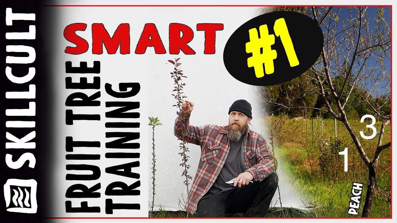 Smart Fruit Tree Training #1: One Year Whips or Maidens, Disbudding and Notching