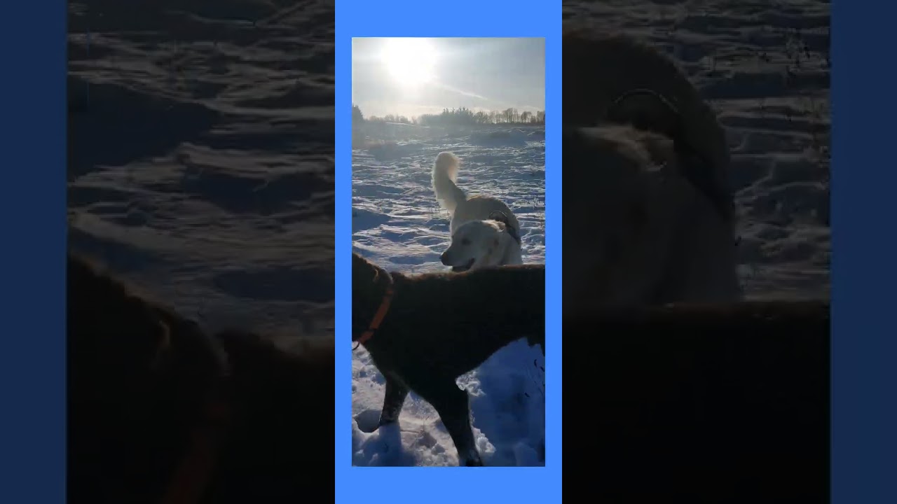 Dogtime with Britta's dogpack ❤️✨️#souldogs #hundepasning