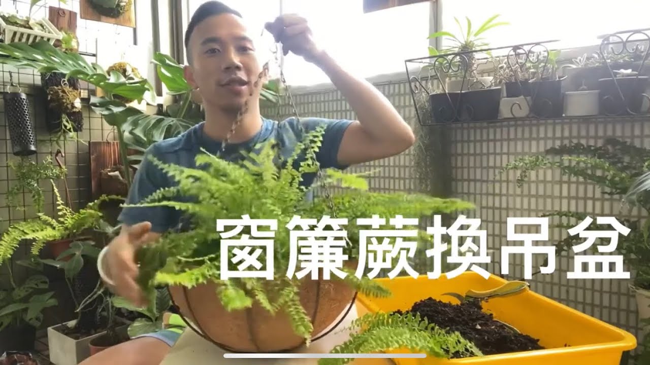 窗簾蕨換吊盆