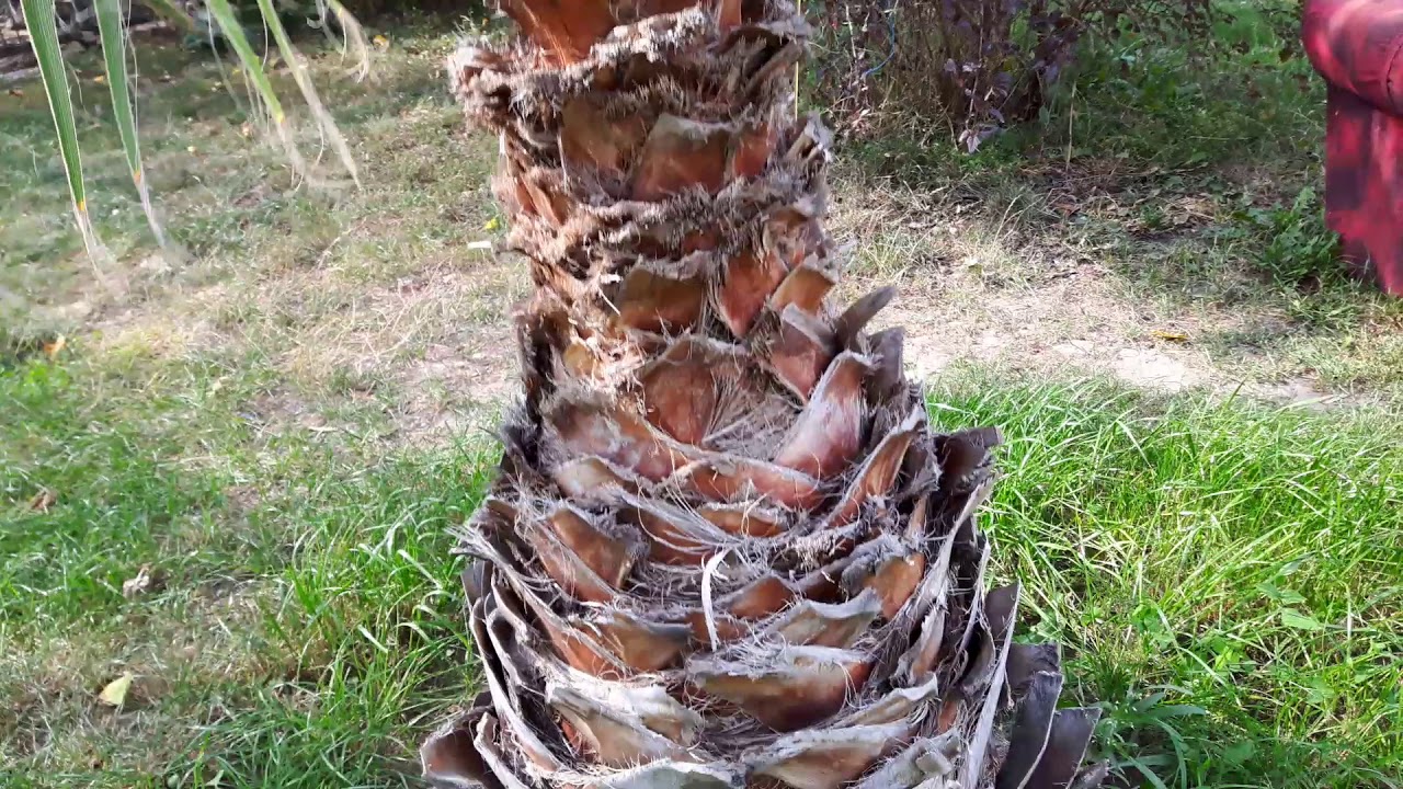 Washingtonia robusta, filifera , filibusta sezon 2019