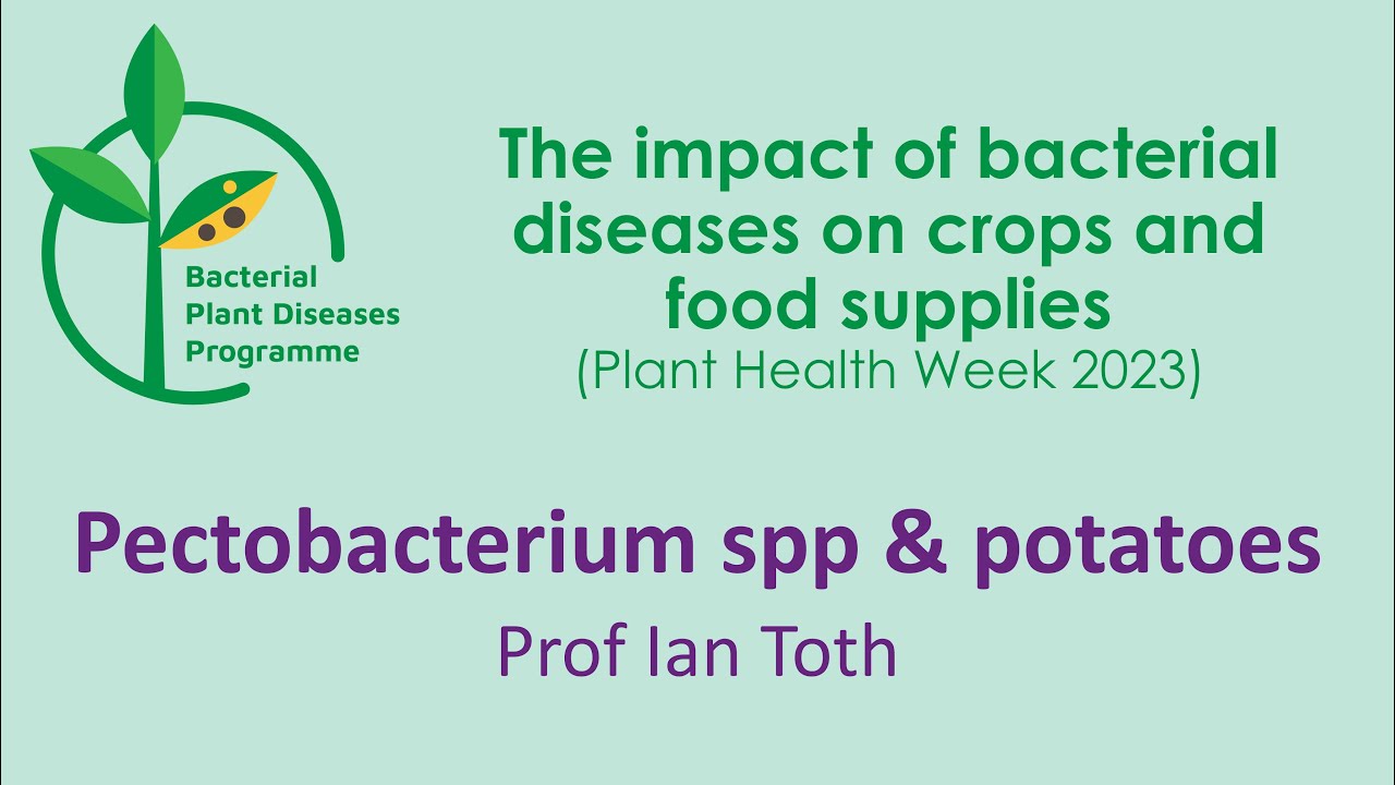 Blackleg disease of potatoes
