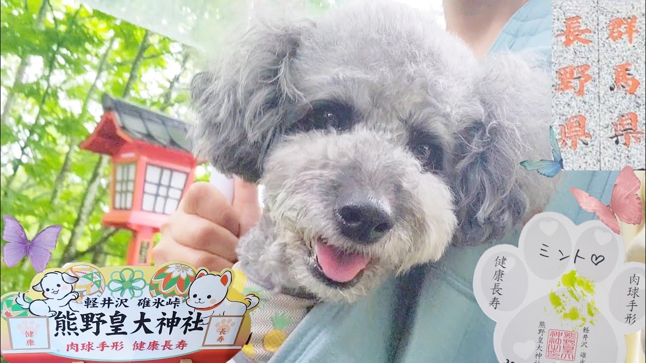 愛犬と参拝【健康長寿祈願】熊野皇大神社で肉球手形の出来に悔し顔を見せるミントです🐨