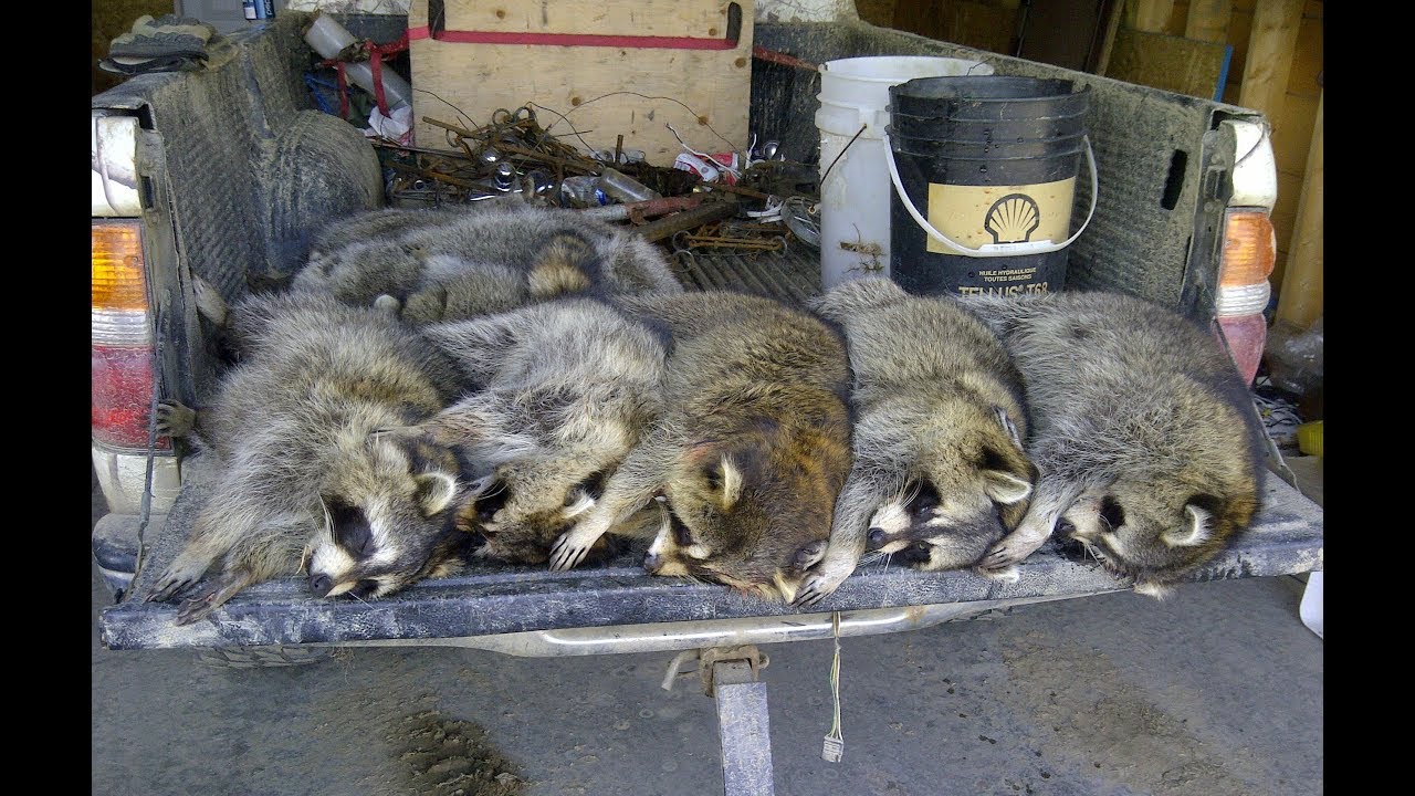 Best trap for Raccoon fisher and cat, Simple Pail Set takes a pile of fur.