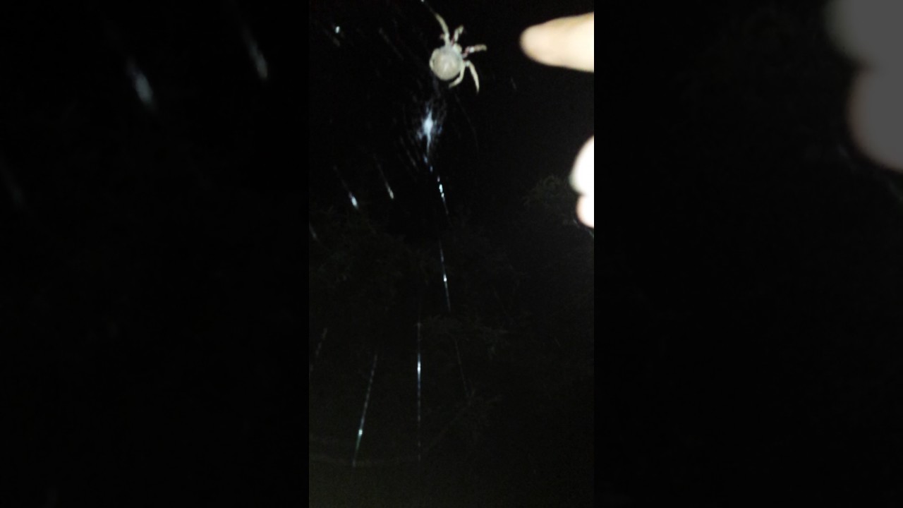 Tickling a spider