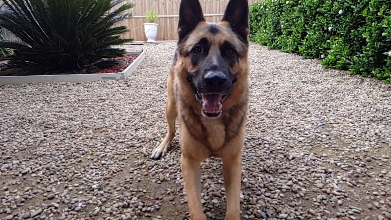 Angry German Shepherd