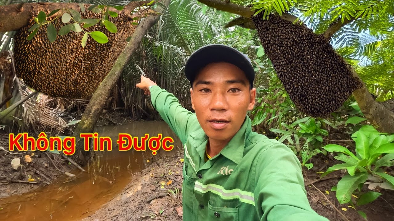 ÔI TRỜI ƠI HÔM NAY NGHỀ MƯU SINH TRÚNG MÁNH BA TỔ ONG BẦU MẬT KHỦNG