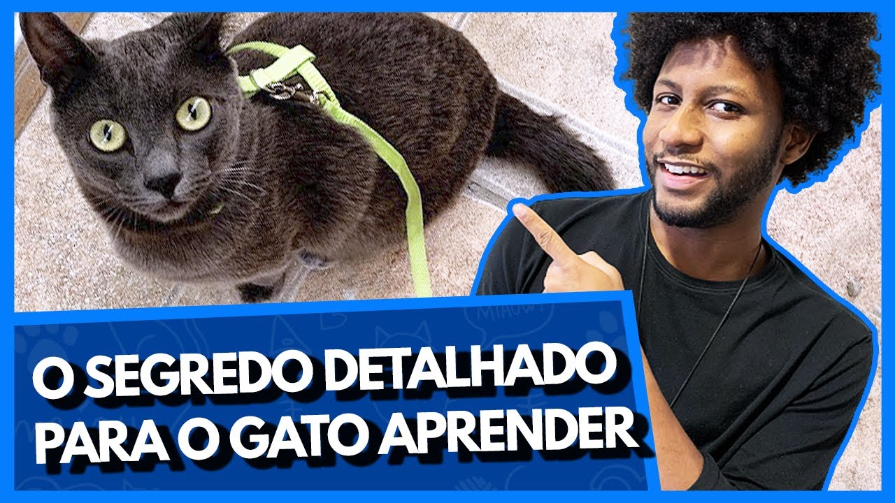 COMO FAZER O GATO ANDAR NA GUIA PEITORAL? | COMO PASSEAR COM O GATO?