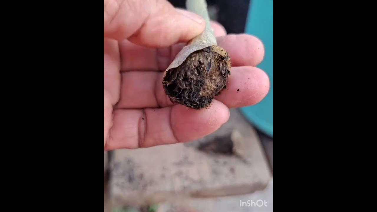 Lo importante que es el cuidado de nuestras adenium 