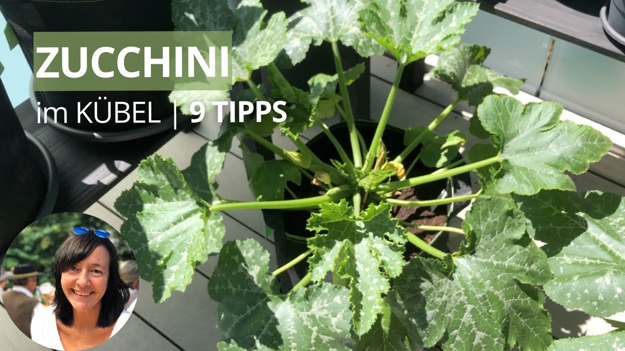 Zucchini im Kübel anbauen - die wichtigsten Tipps von der Aussaat bis zur Ernte